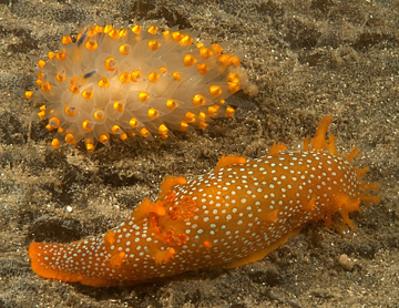 2 nudibranchs